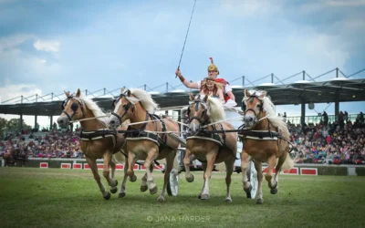 Hengstparade in Neustadt Dosse