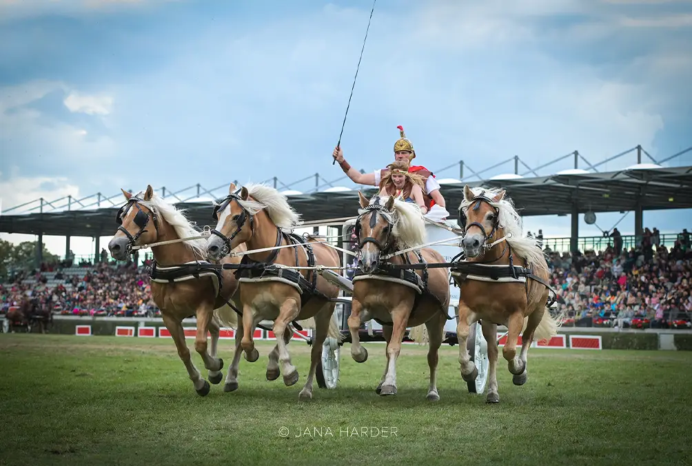 Hengstparade in Neustadt Dosse